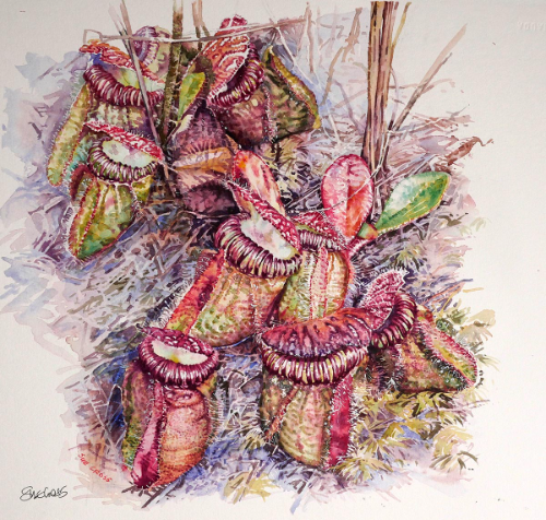 Cephalotus follicularis