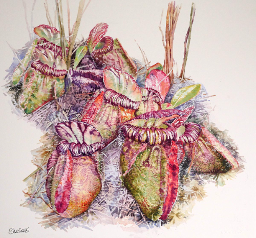 Cephalotus follicularis #2