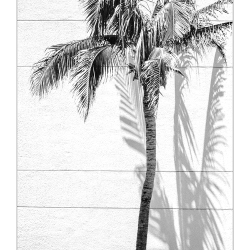 Palm Tree Silhouette