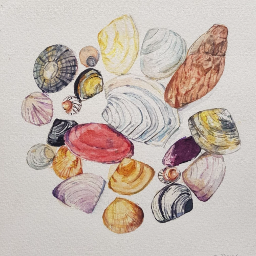 Seashell Symphony_1