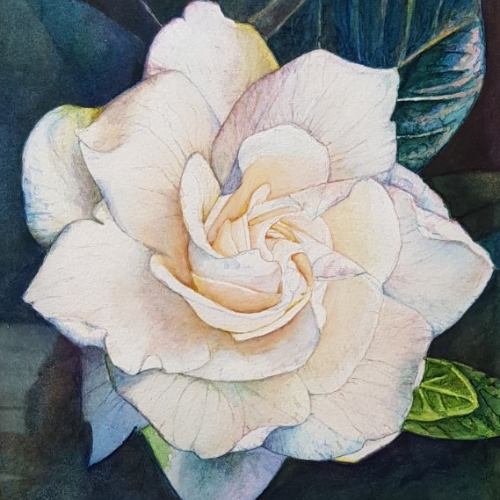 Gardenia Bloom