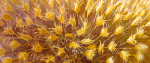 186_HarvestTime_forbanner_resized