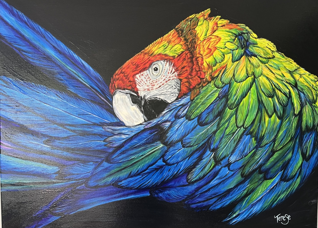 Scarlet Macaw