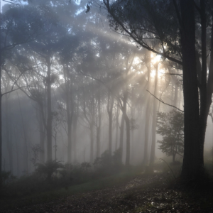 Sunrays Through the Mist