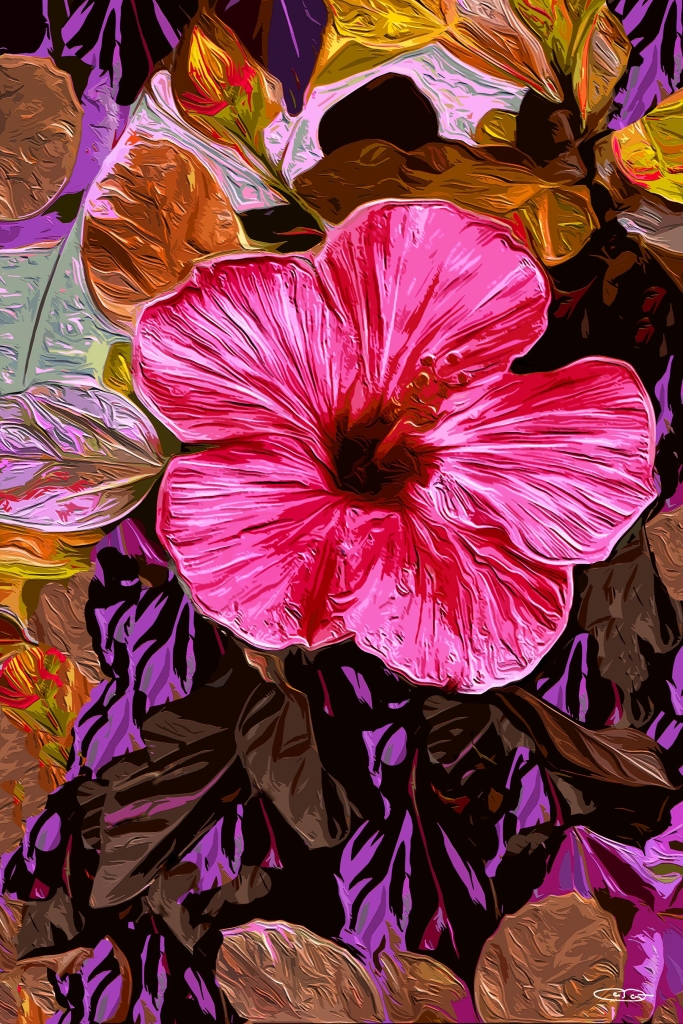 Pink Hibiscus Bloom