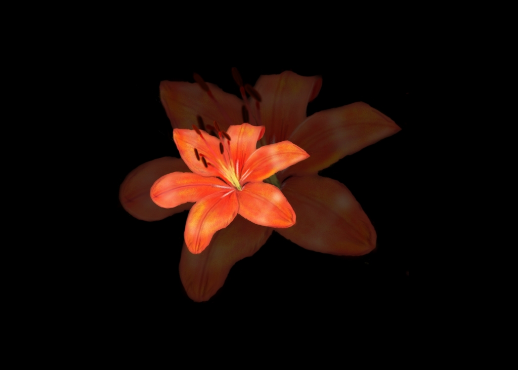 Orange Lily on Black Background