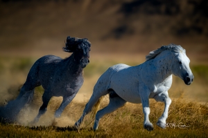 Wild Horses Running Free