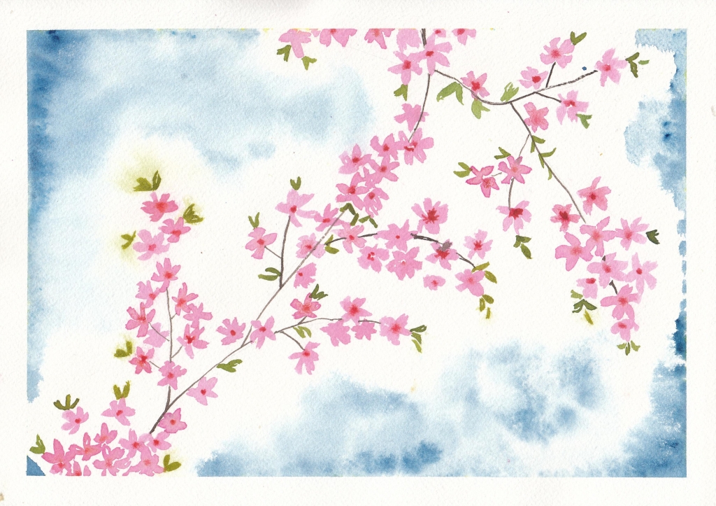 Cherry Blossoms