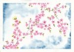 Cherry Blossoms
