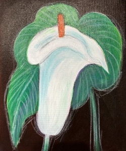 White Lily