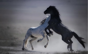 Wild Horses in a Dusty Field