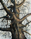 OakTree