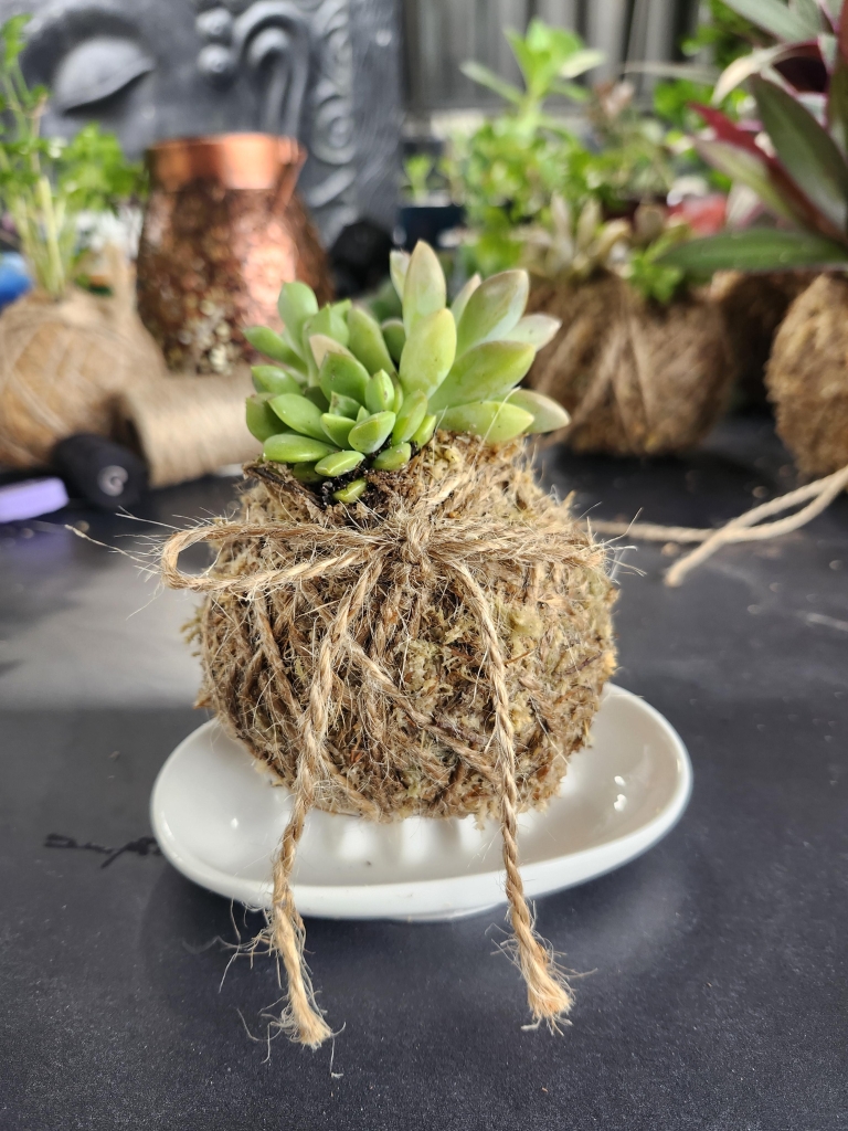 Succulent Kokedama