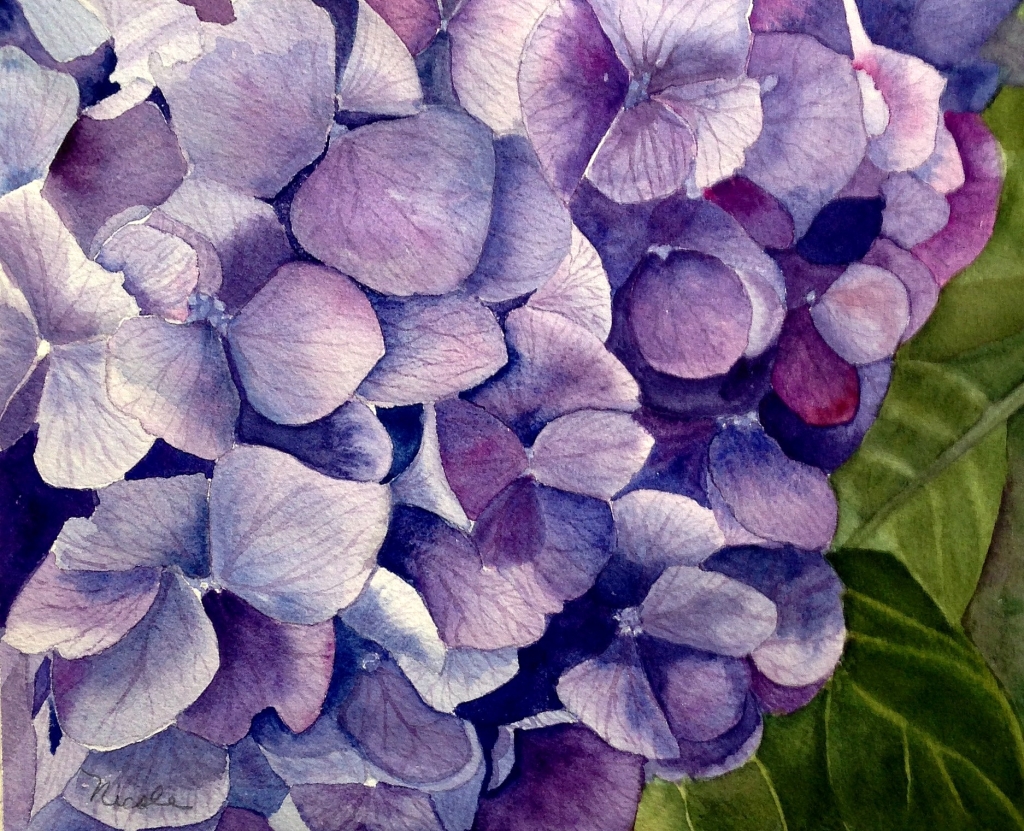 Hydrangea