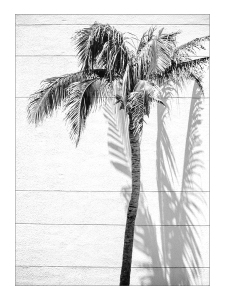 Palm Tree Silhouette