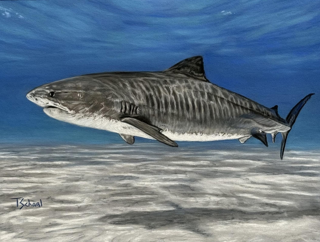 Tiger Shark