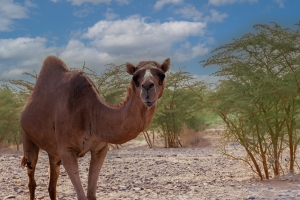 Curious Camel Encounter