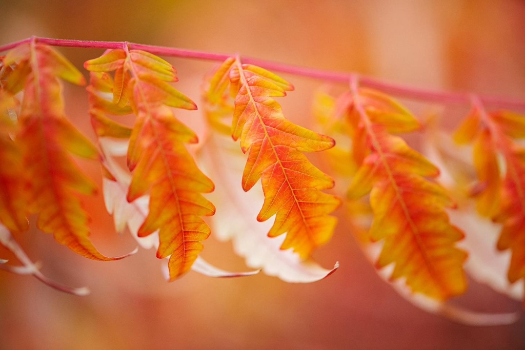 Autumnal Embrace