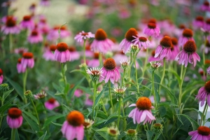 Field of Echinacea