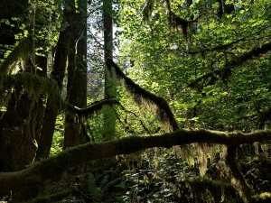 Portland Hidden Forest