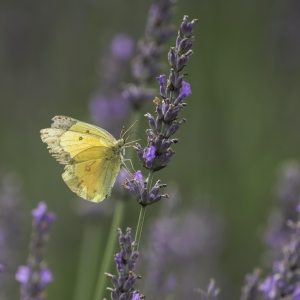 Butterfly on Lavender