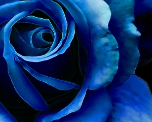 Blue Rose #2