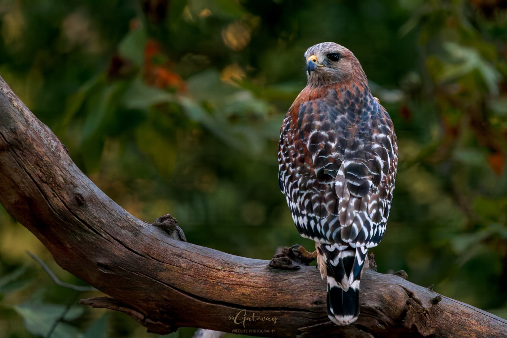 Red Shoulder Hawk Perched on Branch