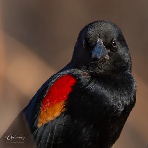 Red-winged Blackbird Portrait