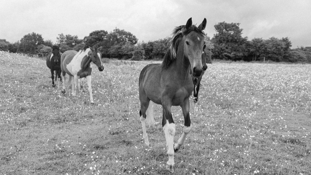 Horses in a Field