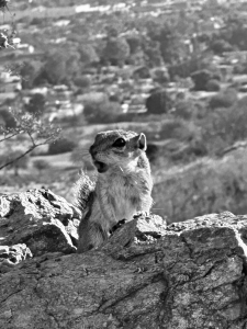 Surprised South Mountain Squirrel