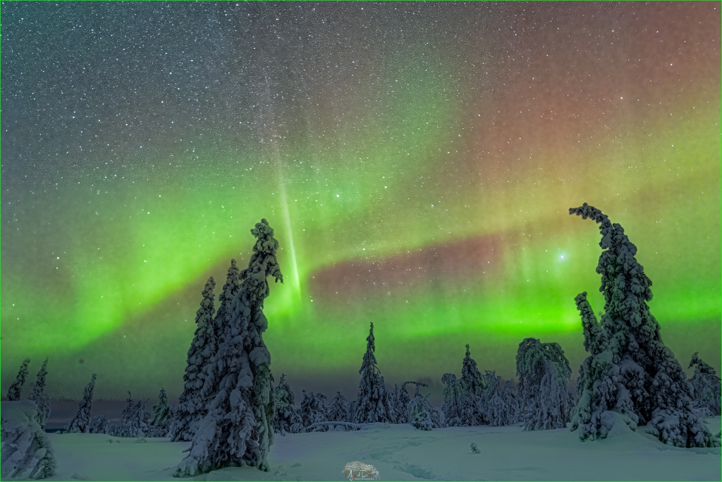 Aurora Borealis over Snow Covered Trees