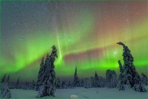 Aurora Borealis over Snow Covered Trees