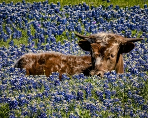 Texas Longhorn in Bluebonnet Field