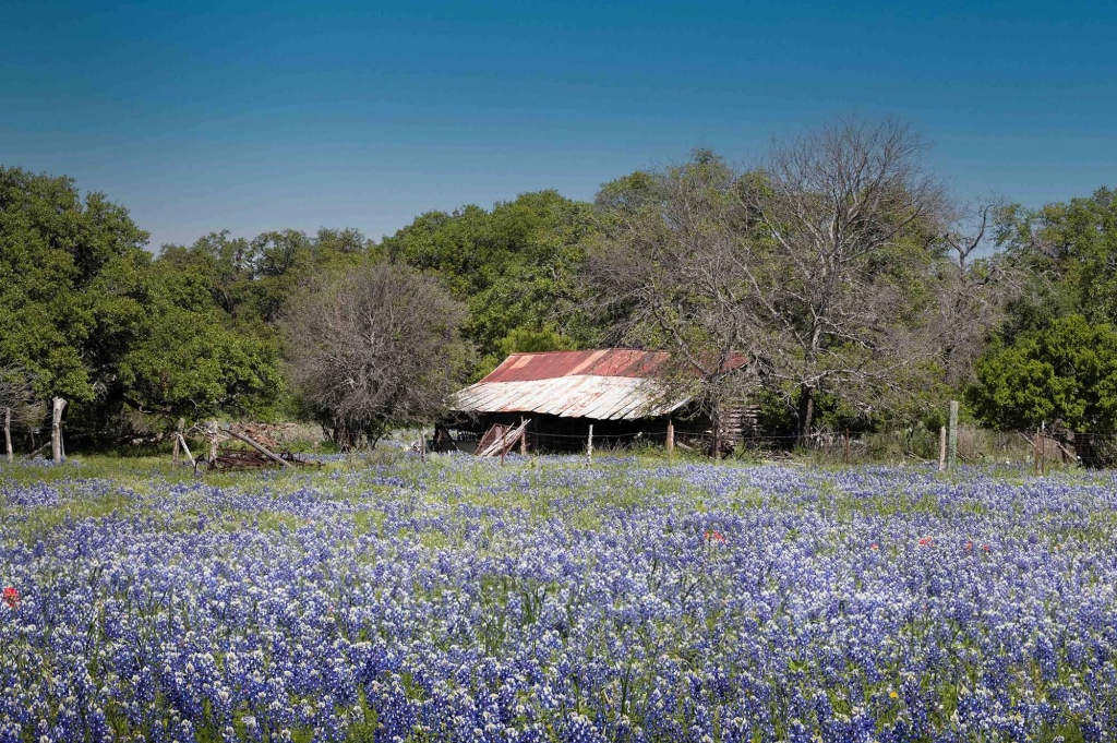 Texas Bluebonnet Field