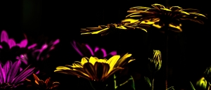 Gerbera Close-Up