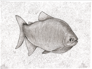 Pacu