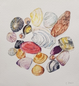 Seashell Symphony