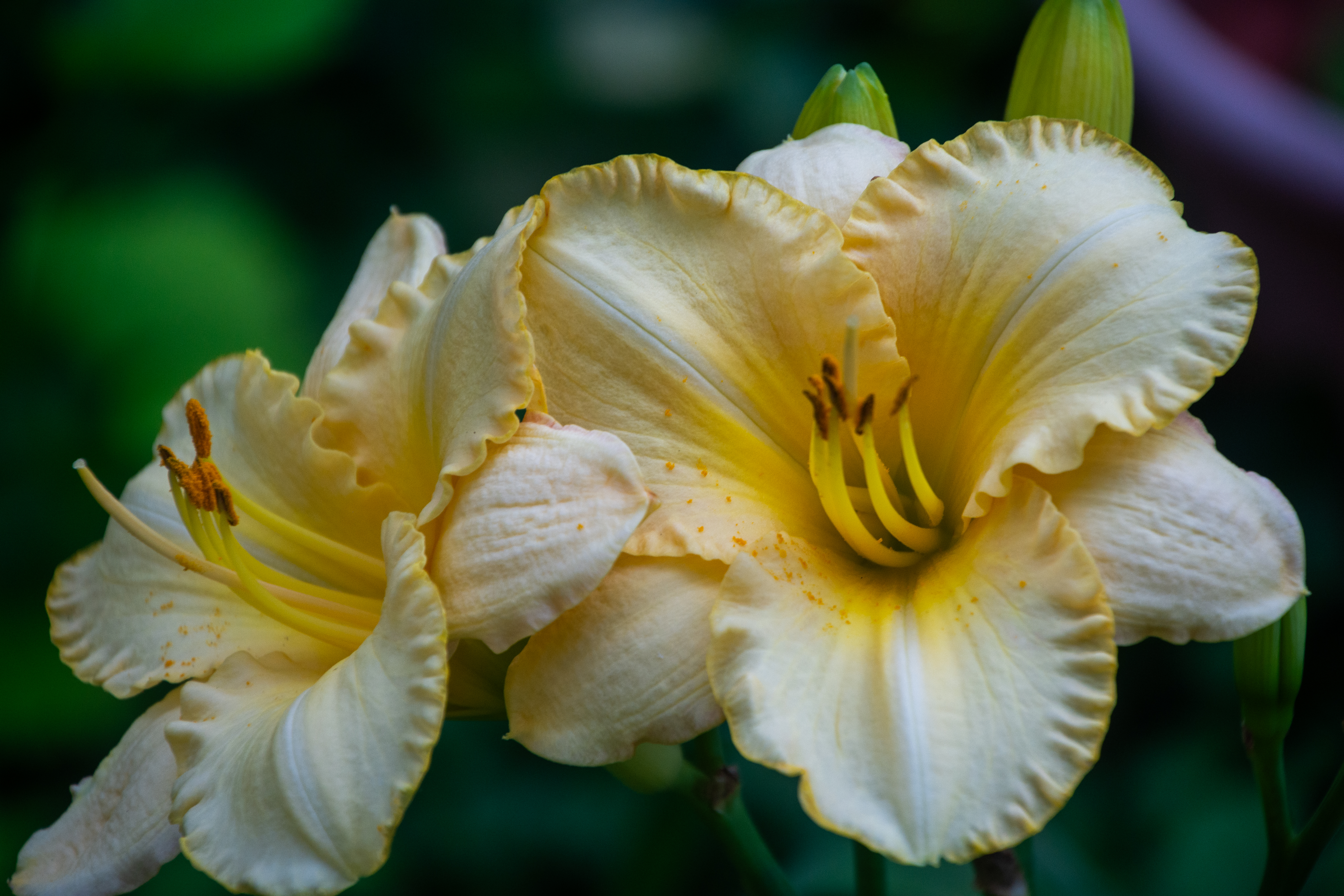 Golden Silence