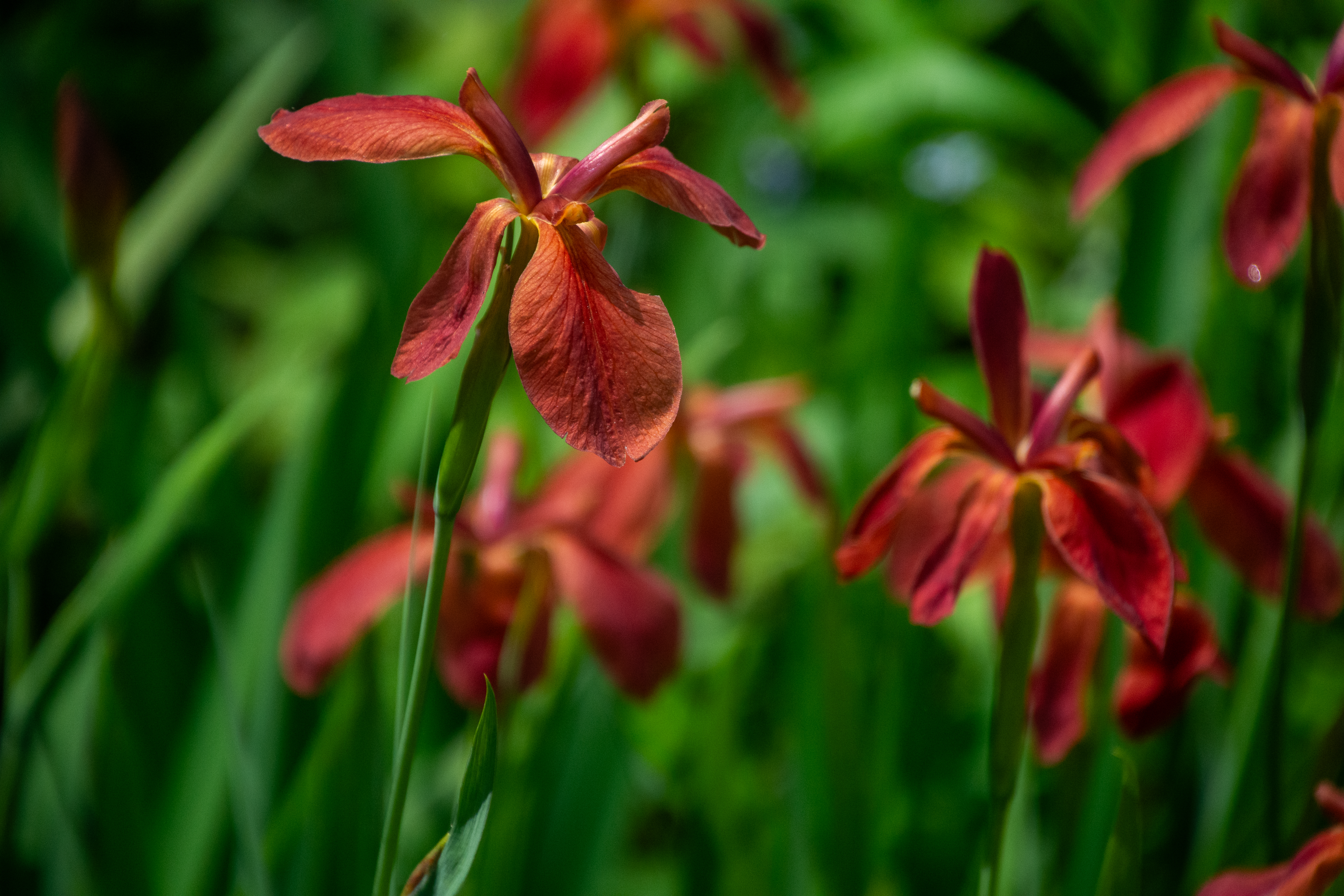 Terracotta Chorus