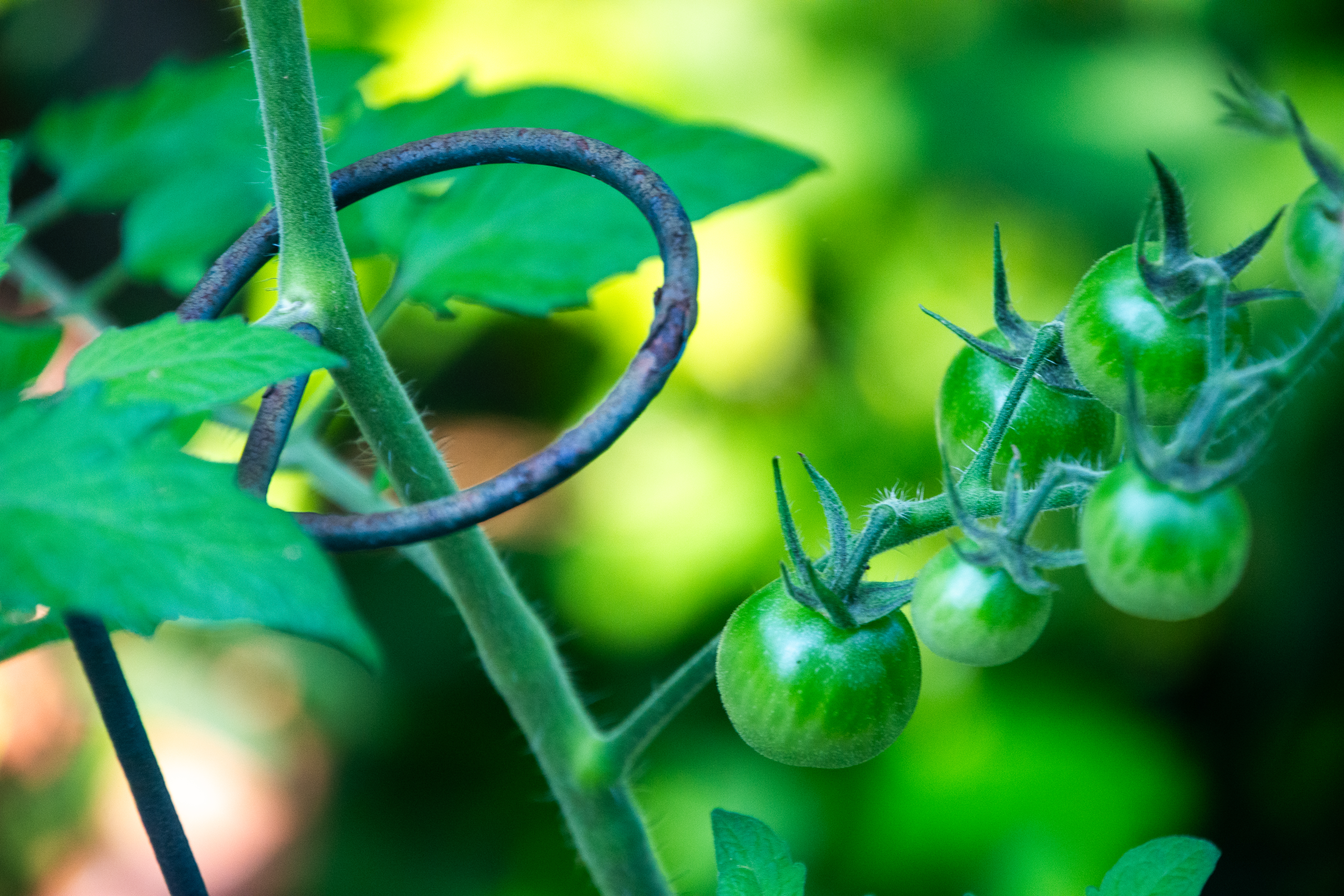Emerald Harvest