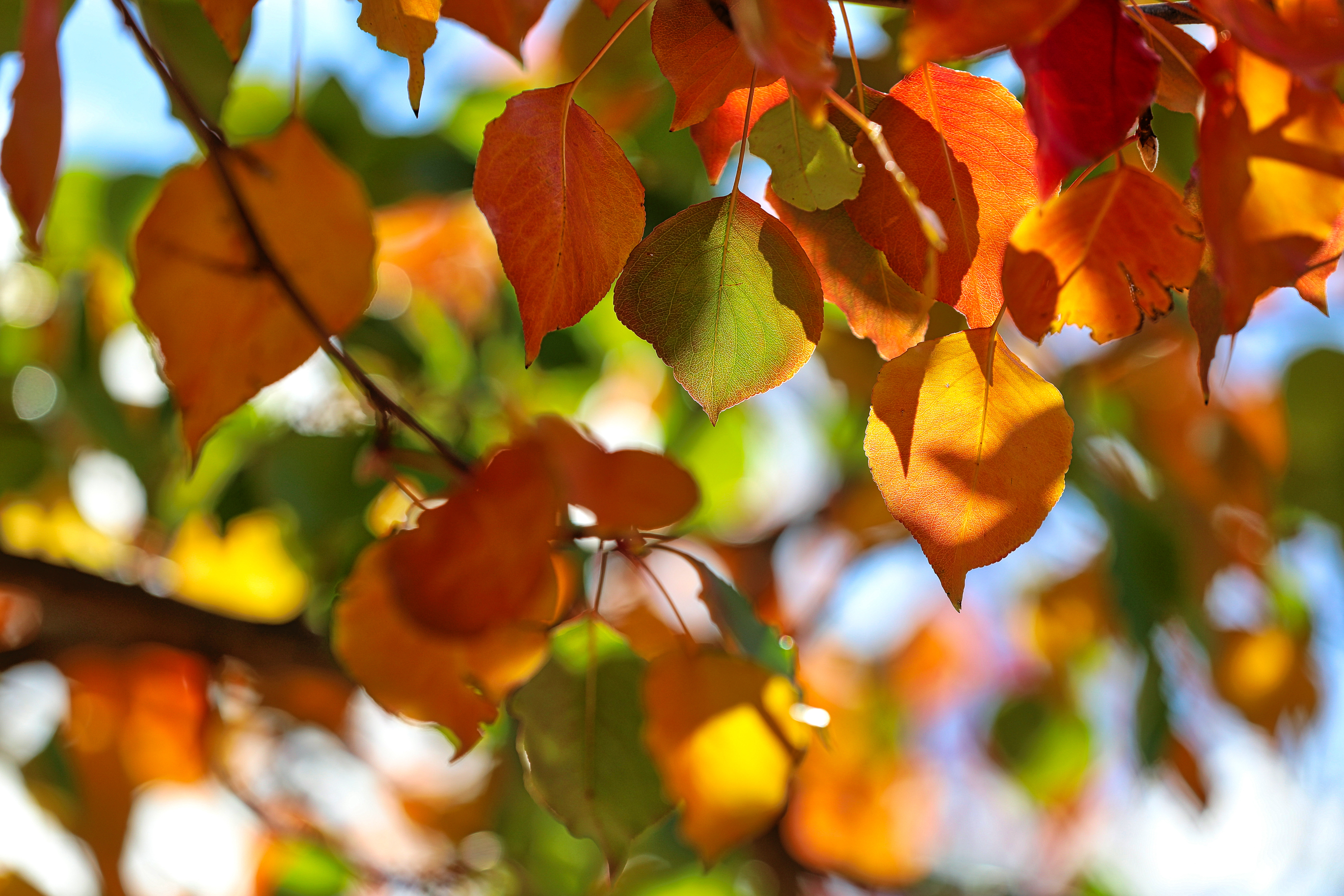 Autumn Leaves