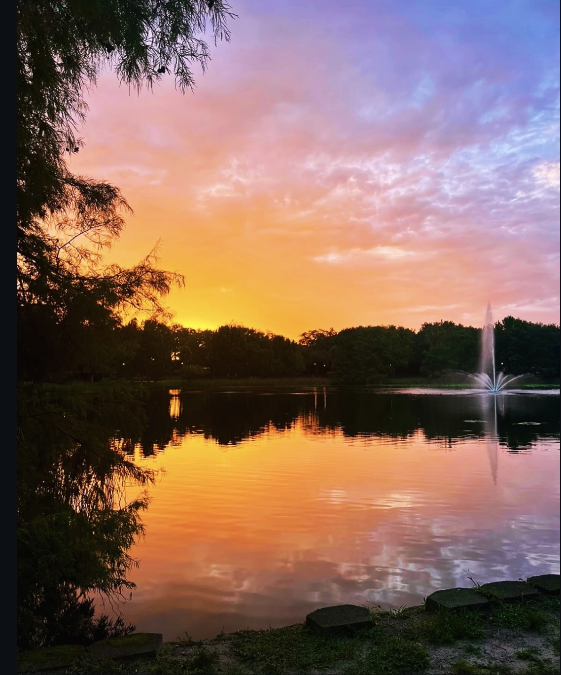 Orchid Sunset