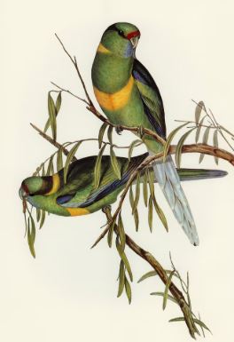 Australian King Parrots